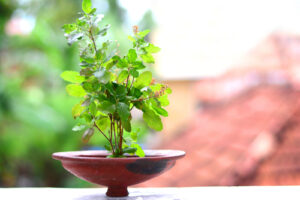 PLANTS